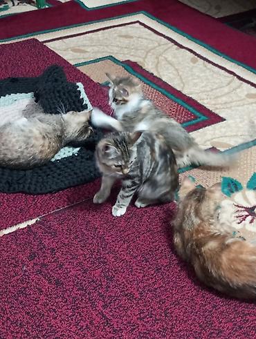 Продажа кошек: Котята красатули 2,5 мес.К лотку приучены.На фото — помёт из 5 малышей — 10