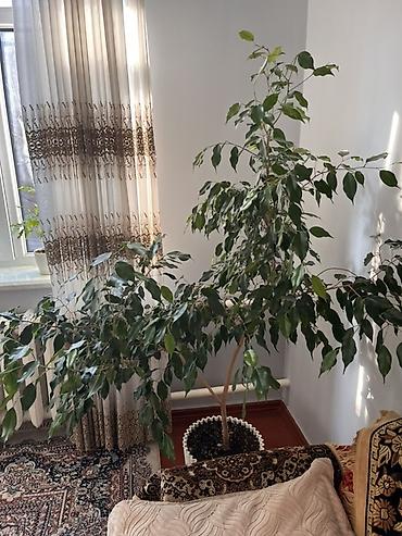 Фикустар: Фикус Бенджамина, крупное комнатное дерево. Большой горшок, свежий — 3