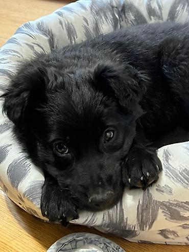 Отдам даром собаку: Собака даром: Дворняжка, 2 месяца, Самка — 8