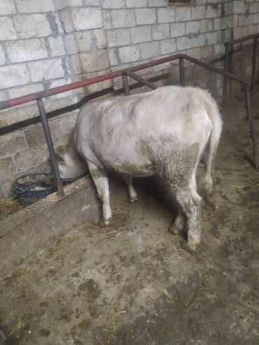 Inəklər, öküzlər: 30 ədəd inək, 16 düyə 26 dişi dana, 5 erkək dana,3 buzov satilir — 10