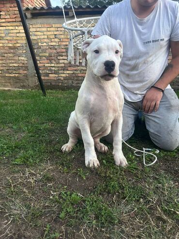 pomeranac na prodaju: Stenci dogo argentino Na prodaju stenci dogo argentino jedan