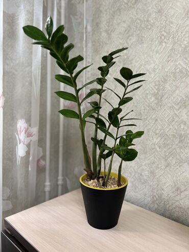 цветки: Комнатное растение Замик. Высота цветка без горшка 55см. Почва цеолит