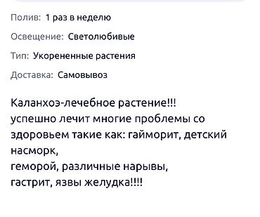 фикус цветок: Каланхоэ лечебное растение Дегремона (Kalanchoe daigremontiana) — 3