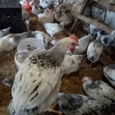 Toyuqlar: Serebrist və f6 cücələri tam sağlam ev şəraitində saxlanılan xoruz və — 4