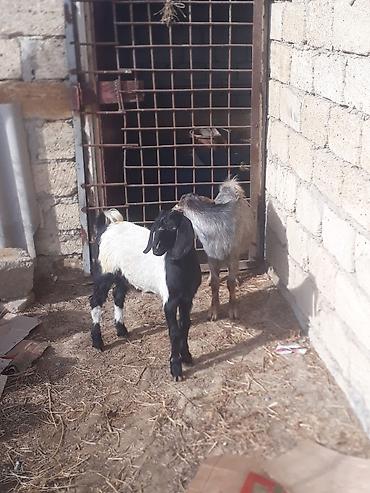 helep kecisi: 2 baş keçi - Növ: yerli cins keçilər - Rəng: biri qara-ağ ləkəli — 1