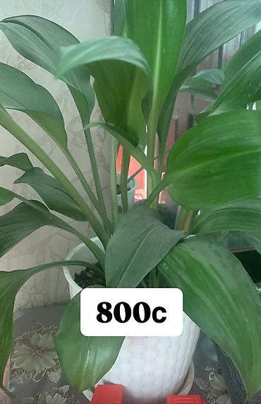 Фикусы: Комнатные и офисные цветы — 2