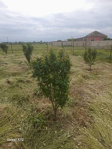 Tinglər: Meyvə ağacları – yerüstü köklü kollar - Növ: daş meyvə ailəsi — 1