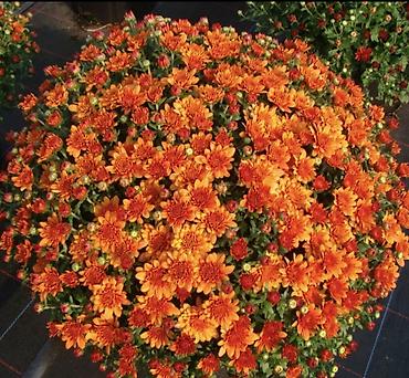 Хризантема: Продается хризантема мультифлора и корейская. Подростки. По 80 сом — 7