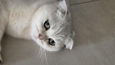 Другие с/х животные: Satılır: Çox gözəl və baxımlı Scottish Fold Silver Shaded pişik! — 3