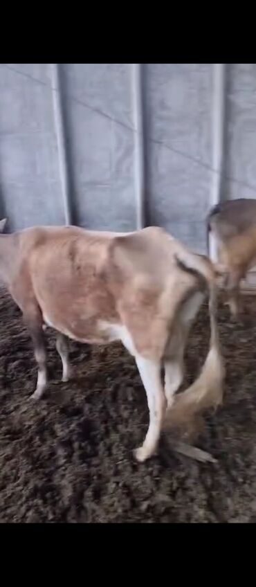 кальций для животных: Уй корова дойные 4 голов по 70
