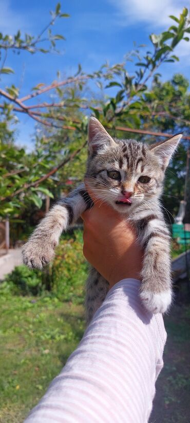 аренда животных: Отдаю бесплатно котят в хорошие руки. Котятам 2 месяца. Умеют