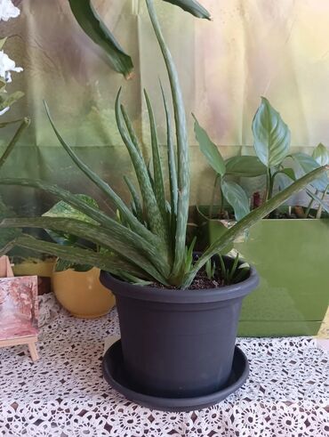 Ostale kućne biljke: Aloja u saksiji prečnika 19cm - 500 din Aloja u saksiji prečnika 15cm — 1