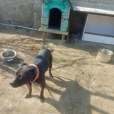 İtlər: Pitbul — 6