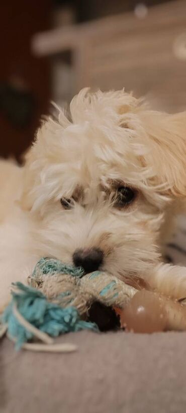 Psi: Na prodaju štene mužijaka havanskog bišona, izložbenog potencijala na lalafo.rs — 1 Psi: Na prodaju štene mužijaka havanskog bišona, izložbenog potencijala — 1