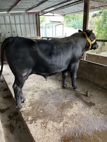 Коровы, быки: Продаю | Бык (самец) | Абердин-ангус | На откорм, На забой, Для разведения