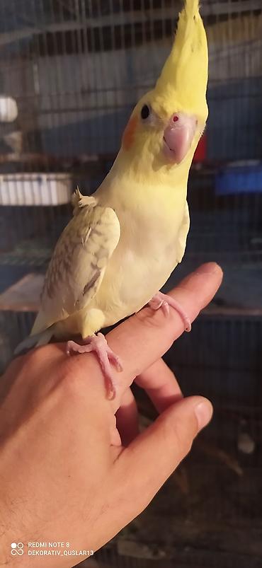 Tutuquşları: Salam. valnisti ve cex cexden donme cex vistivkanin qarisigi adi ile — 9