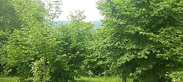 sekide torpaq satilir: 10 sot, Tikinti, Kupça (Çıxarış) — 8