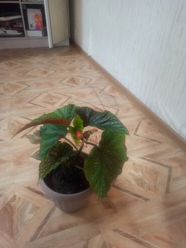 Другие комнатные растения: Цветок, большой — 6
