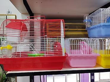 Gəmiricilər: Xamyak cunqarik bir cut ag vəya boz: Bir qəfəs bir kq yem iki aylıq — 6