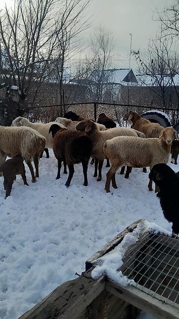 Баран, овца: Продаю | Овца (самка) | Полукровка | Для разведения | Племенные — 6