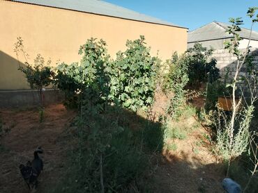 savalan qesebesi harda yerlesir: 2 sot, Mülkiyyətçi, Kupça (Çıxarış)
