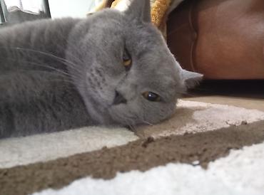 ragdoll pisik: Britan — 1
