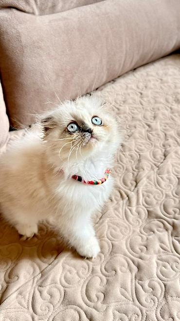 Pişiklər: Fars — 6