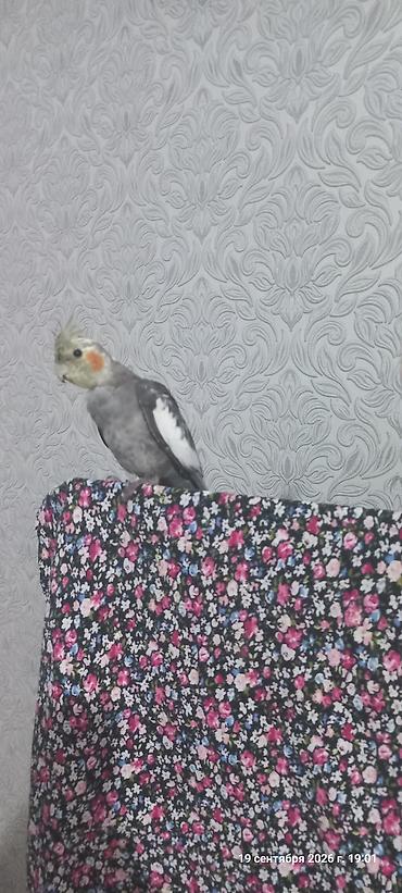 cex quşlar: Nimfa (Cockatiel) tutuquşu – boz-ağ rəng çaları, yanaqlarında narıncı — 2