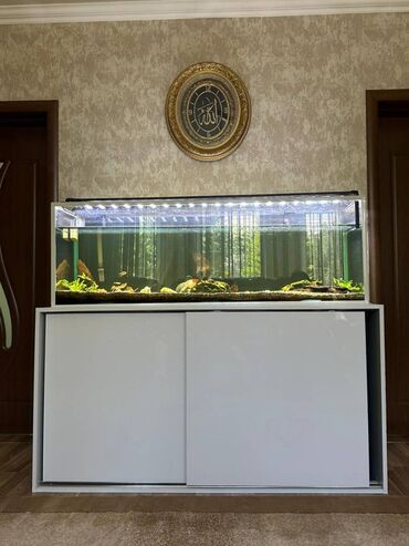 xacmaz heyvan bazari: Akvarium-şkaf, Balıqlarla birlikdə, 375 l, Ünvandan götürmə
