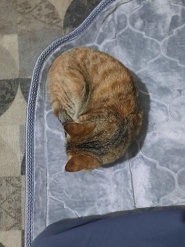 Отдам даром кошку: 6 месяцев, Девочка, Приучена к лотку — 5