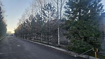 Берёза: Саженцы — 10