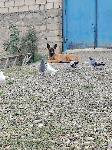 it ucun evler: Belçika çoban iti, 6 ay, Erkək, Peyvəndli — 9