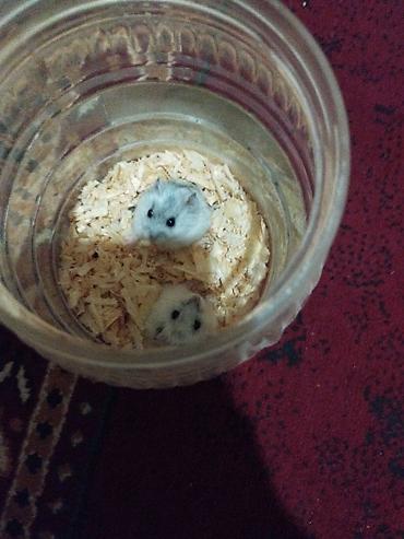 Gəmiricilər: Dwarf hamster cütlüyü - Növ: xırda cins (cütdə), yumşaq tüklü, qara — 2