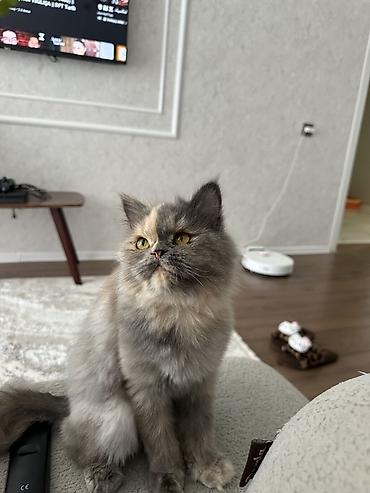 Fars, Dişi, Cütləşmə üçün