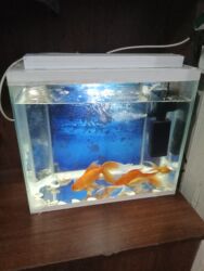 İtlər: Dördbucaq akvarium, Balıqlarla birlikdə, 30 l, Ünvandan götürmə