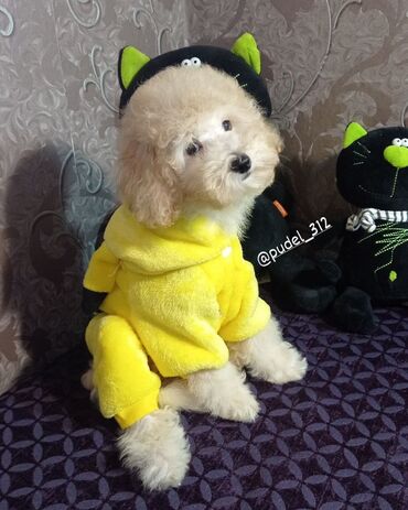 королевский пудель купить: Пудель, 2 месяца, Самец, С родословной