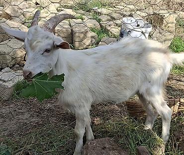 eşi 1 aydir axtaririam cixmir tgda: 1 ədəd erkək, 2 ədəd 6 aylıq dişi saf qan Saanən satılır — 4