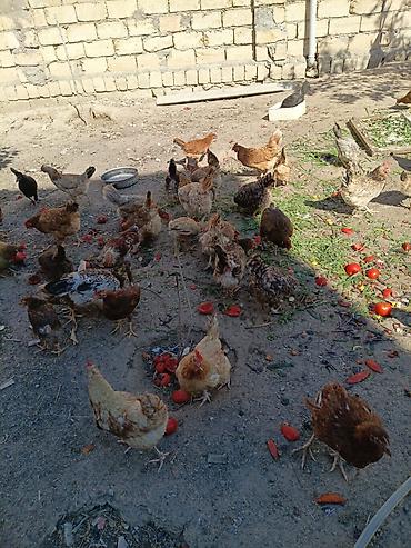 Toyuq, Damazlıq, Ünvandan götürmə