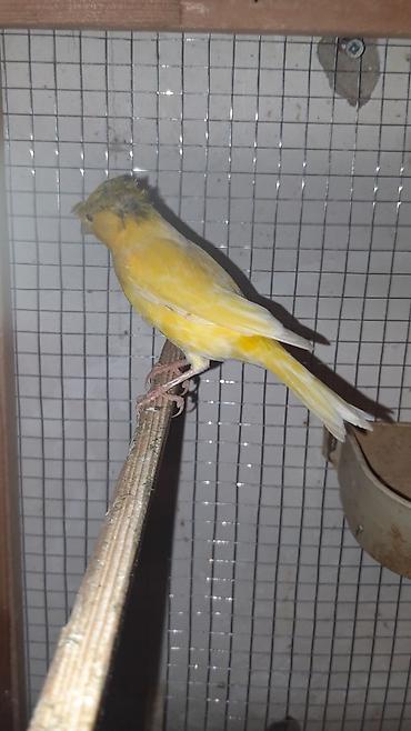 bulbul kanareyka: Qizqin erkey bulbuldu oxuyur cute hazirdi uzun hundur sortu.weher ici — 1