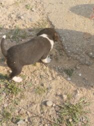 İtlər: 1 ay, Dişi, Ünvandan götürmə — 9