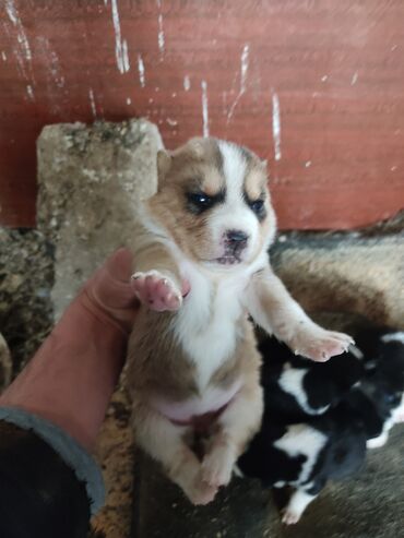 İtlər: Xaski, 1 ay, Dişi — 7