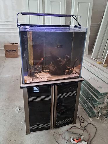 Akvariumlar: Akvarium dəsti Ölçülər: - En: 0,45 m - Uzunluq: 0,70 m - Hündürlük — 5