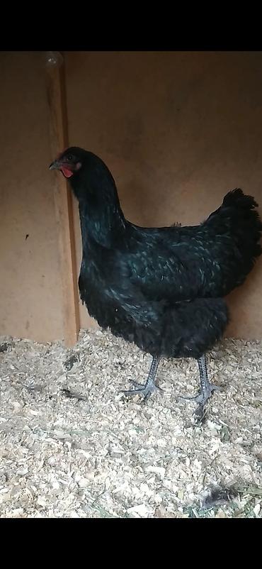 Куры, петухи: Продаю | Куры | Для разведения — 8