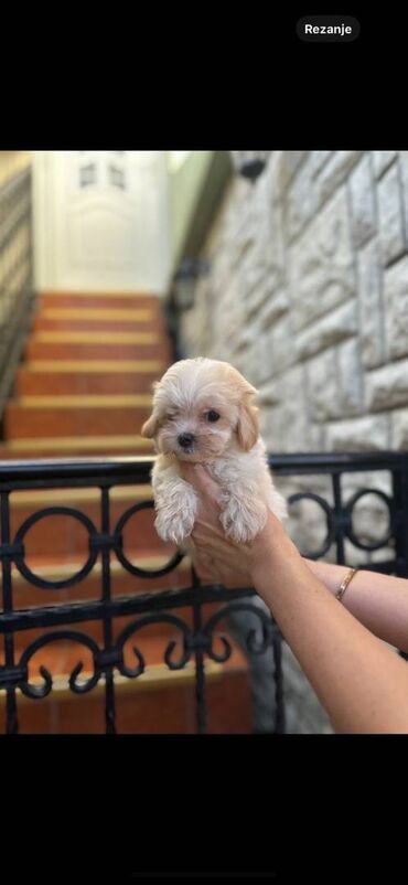 Psi: Maltipoo vrhinske genetike u registrovanoj odgaivacnici Bahu Djokovic na lalafo.rs — 5 Psi: Maltipoo vrhinske genetike u registrovanoj odgaivacnici Bahu Djokovic — 5