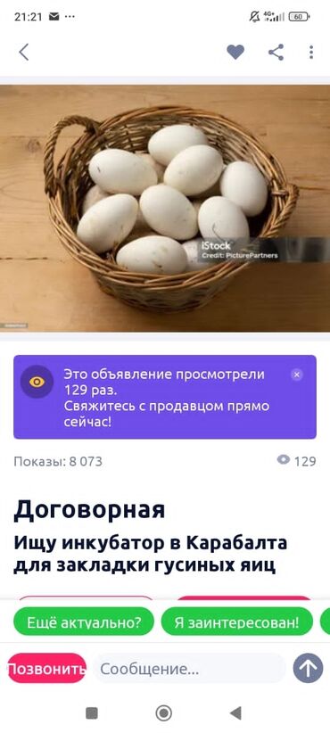 кду 2 бишкек: Ищу инкубатор в Бишкеке для закладки гусиных яиц