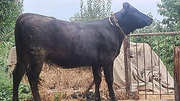Inəklər, öküzlər: Dişi, Simental, il: 2, 600 kq — 1