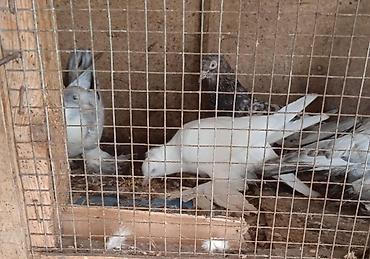 Göyərçinlər: Dort eded iri lelekli qus satilir bir anadir iki bala olar kekilsizdir — 11