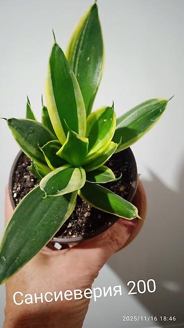 Хойи: Хойя вариегатная (Hoya carnosa variegata) — компактные укоренённые — 4