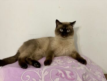 İtlər: Siam, Erkək, Dişi, Yaxşı əllərə, Ödənişli çatdırılma