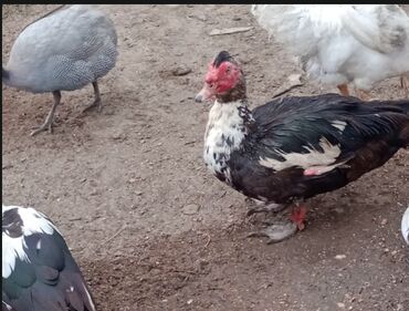 deve eti: 1 Erkək ördək — 35 man (5 kq damazlıq) 3 dənə ana ördək damazlıq — 15